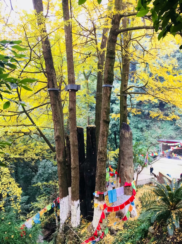 ▲图源：成都公园城市