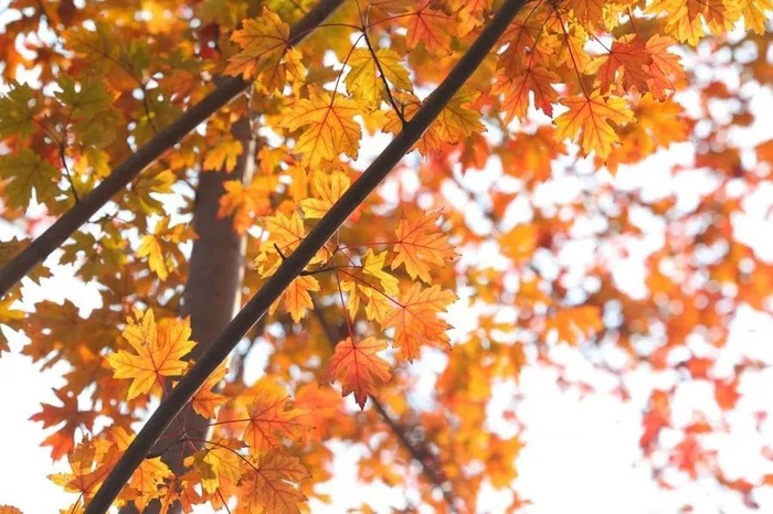 北美红枫（来源：“绿色上海”公众号）