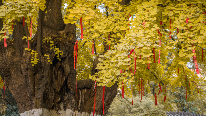 ▲图源：成都公园城市