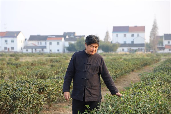 沪枫茶园负责人张杰 俞翔摄