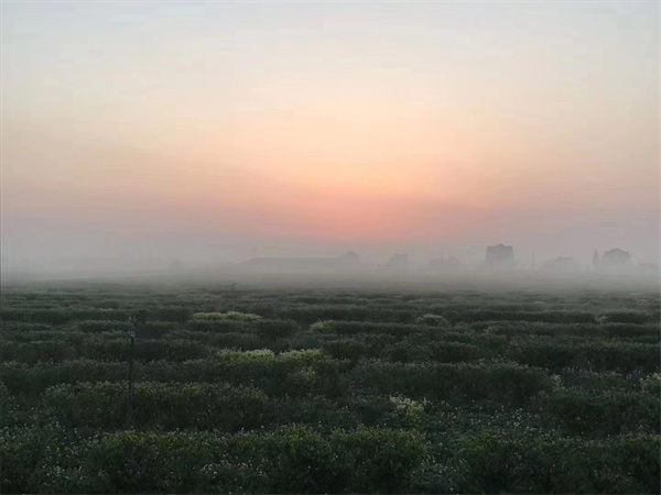 沪枫茶园 受访者供图