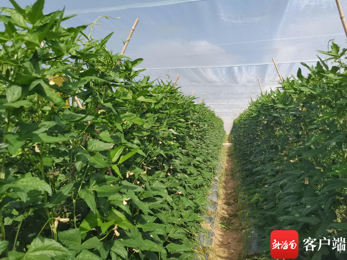 采用全围网种植的豇豆。记者 利声富 摄