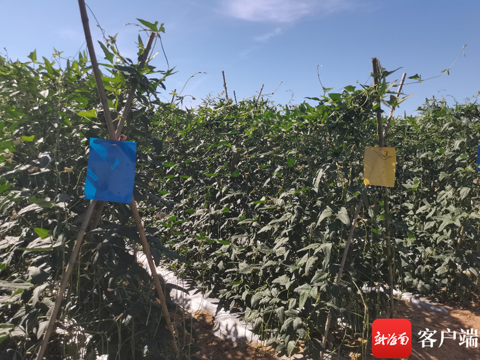 豇豆地悬挂诱杀虫害的黄蓝板。记者 利声富 摄