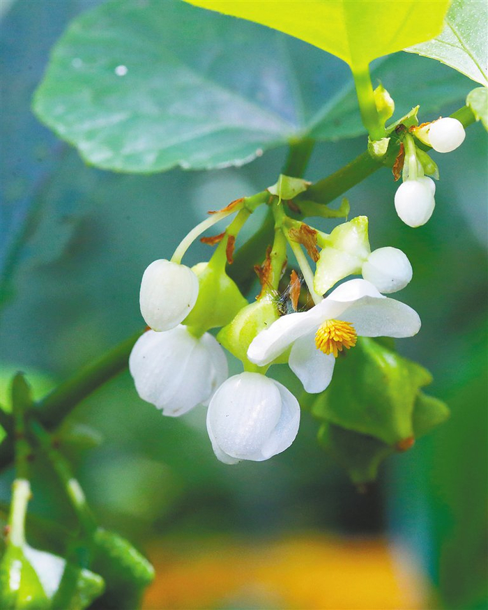 琼中百花岭热带雨林文化旅游区的粗喙秋海棠。 苏晓杰 摄