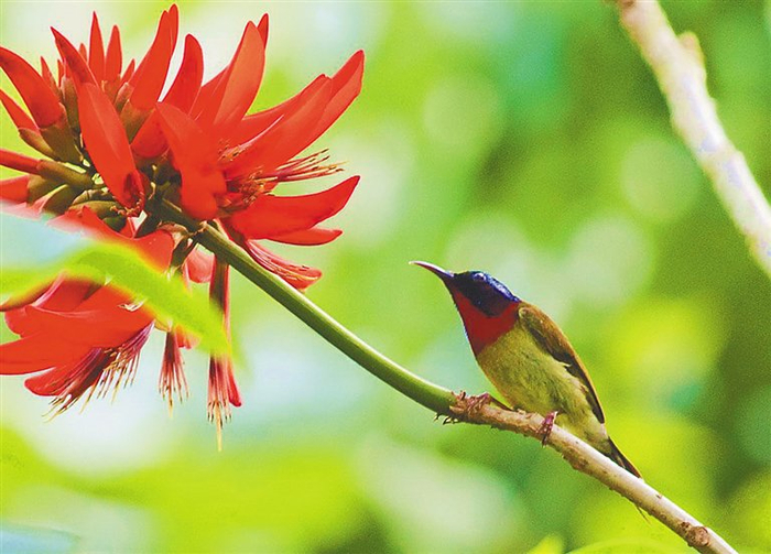 刺桐花。资料图