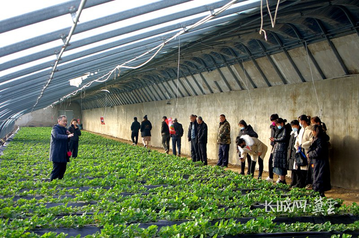 滨海农业研究所在示范基地召开盐碱地种植技术观摩会。河北省农林科学院供图