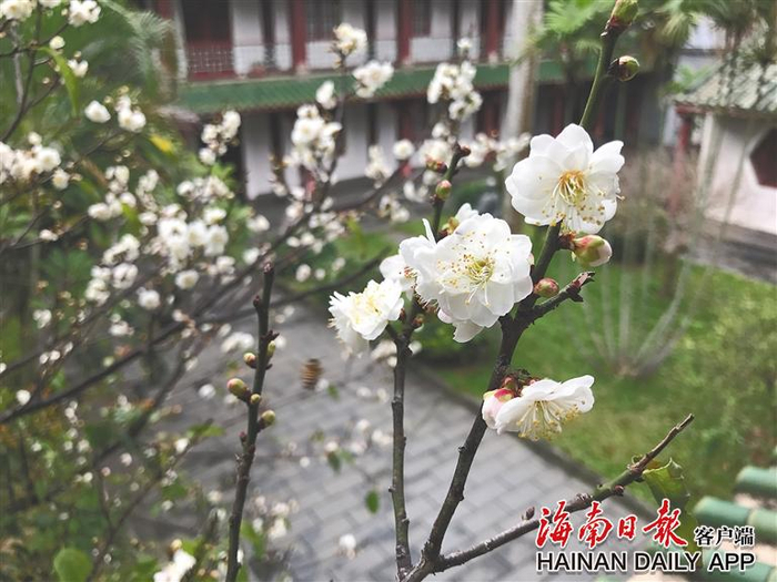 琼台书院奎星楼前的白梅。 海南日报记者 陈耿 摄