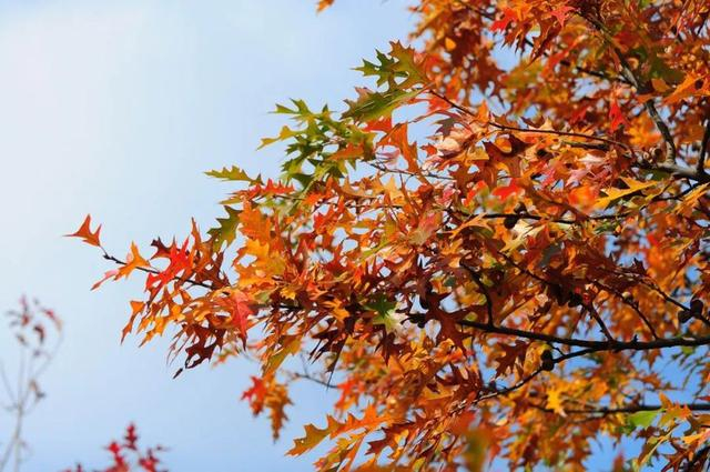 纳塔栎 图片来源：上海市绿化市容局