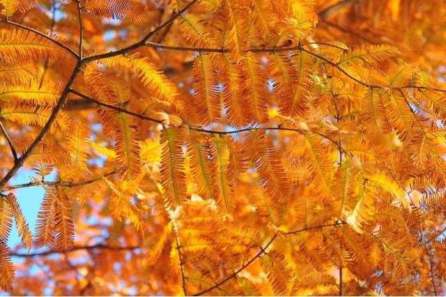 水杉 图片来源：上海市绿化市容局