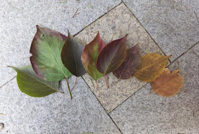 重阳木 陈玺撼摄