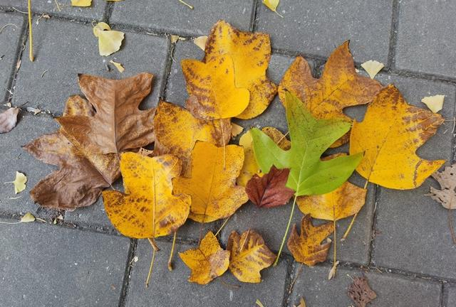 鹅掌楸 陈玺撼摄