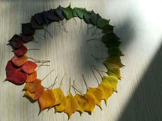 乌桕 图片来源：上海市绿化市容局