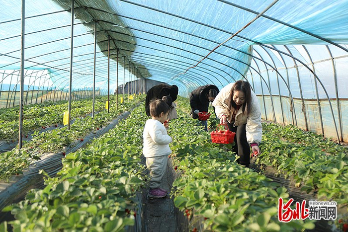 11月30日，游客在邯郸市复兴区户村生态采摘园内采摘草莓。 河北日报通讯员 王 伸摄