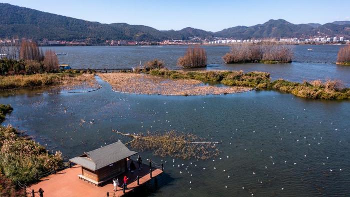 遊人在昆明海埂大壩拍攝紅嘴鷗與滇池美景(資料照片).