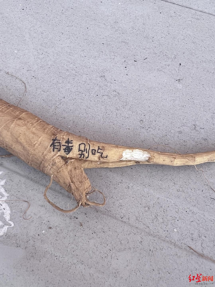 ▲小艺挖到的商陆 受访者供图