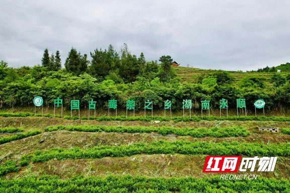 永顺莓茶基地。