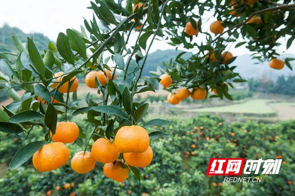 2023年永顺柑橘获丰收。