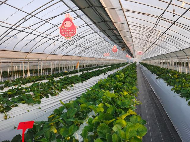 金色庄园大棚内，草莓采用高垄种植。 新京报记者 刘欢 摄