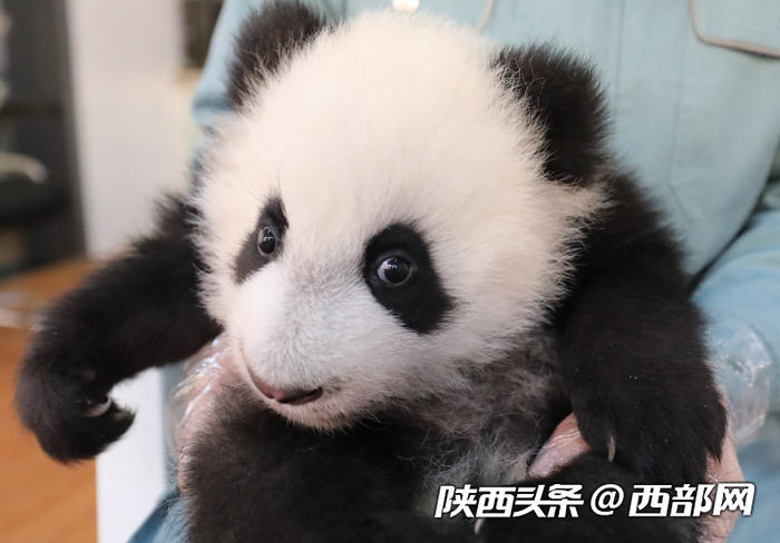 秦岭大熊猫研究中心人工繁育大熊猫种群已达49只