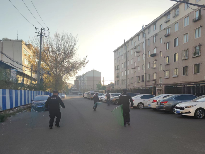 营口市公安局巡特警支队的巡查人员发现流浪狗后，拿着网抄去捕狗。 新京报记者 赵敏 摄