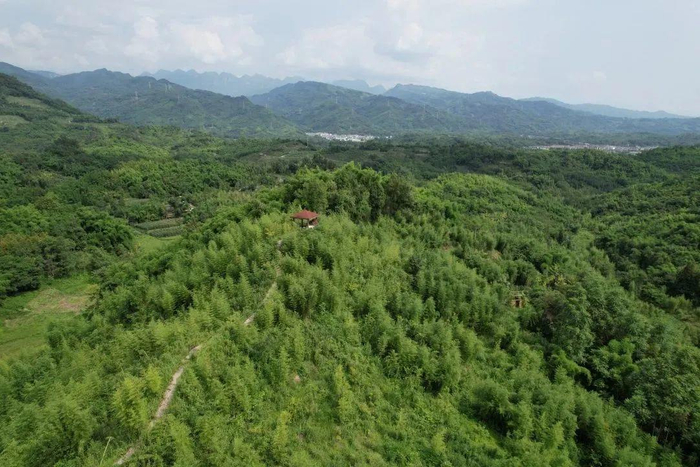 邛崃市火井镇高山冷竹笋产业基地 图据看见邛崃