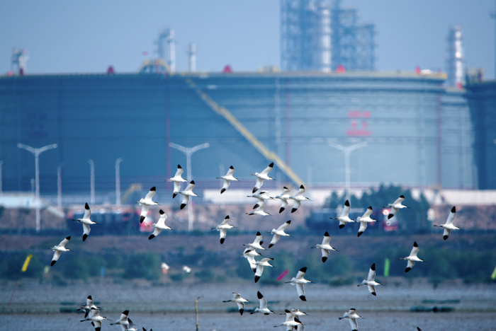 工业大岛蝶变为“小鸟天堂”。受访者供图