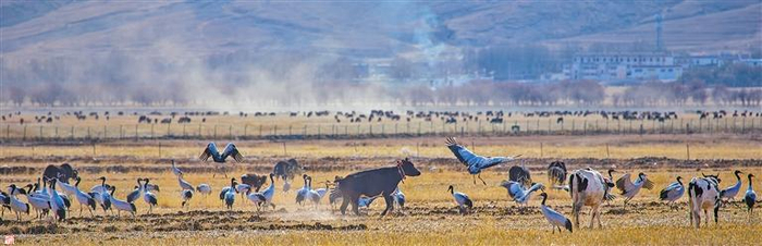 林周县春堆乡春堆村的黑颈鹤。通讯员南木加摄