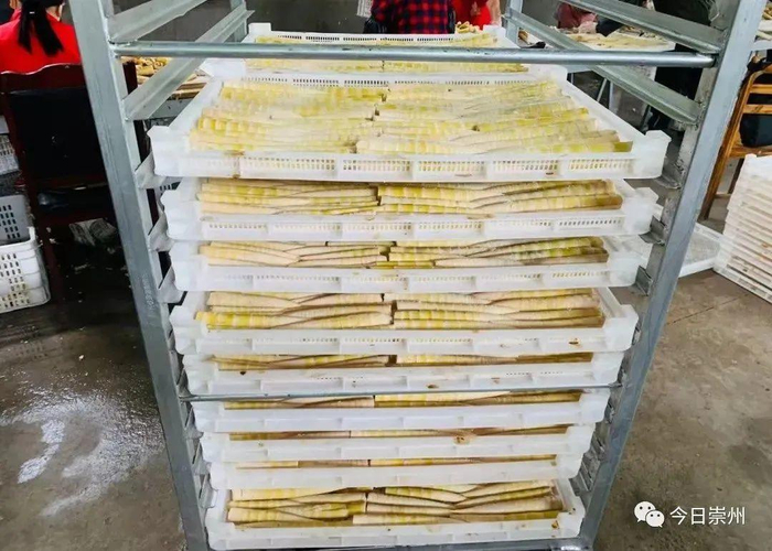 街子镇益善村的牛尾笋 图据今日崇州