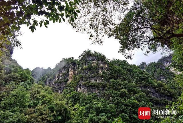 郁郁葱葱的米仓山。曾业 摄