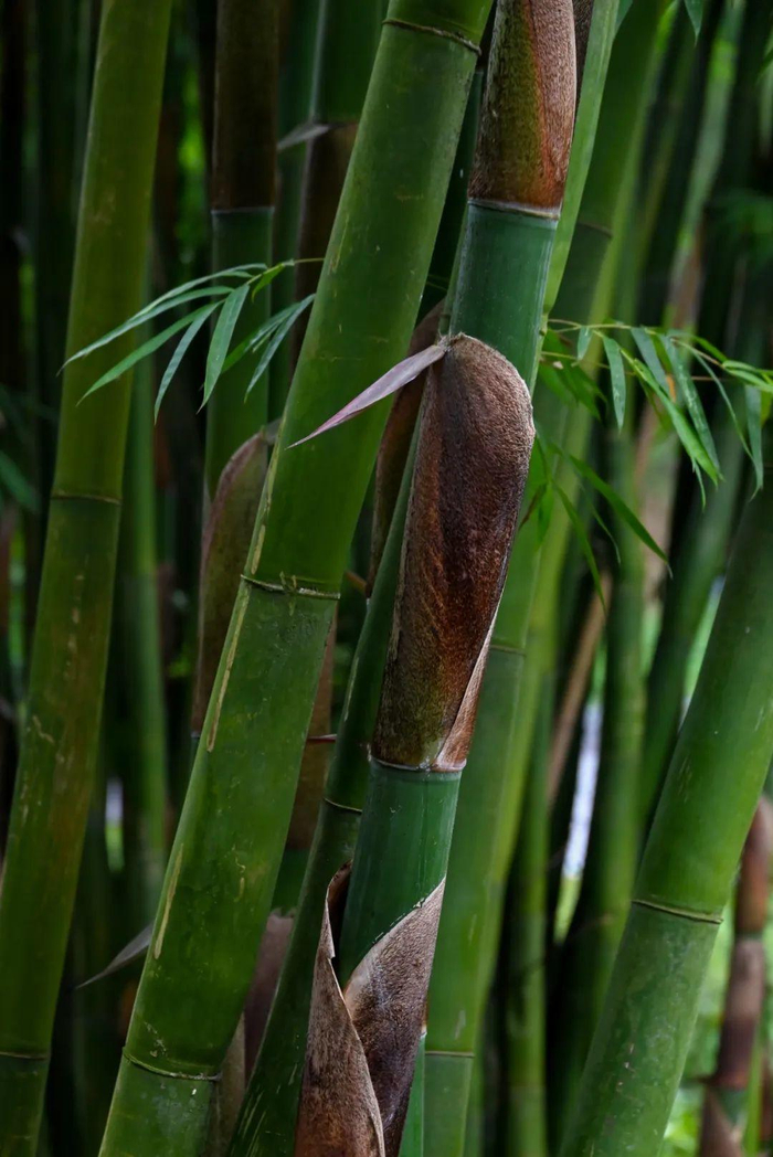 崇州市无根山竹艺公园里的竹子 摄影 王勤