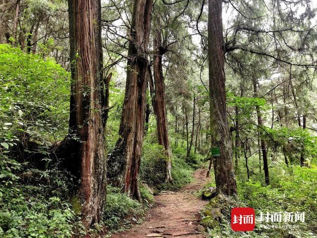 南江县境内“皇柏林”中的米仓古道。曾业 摄