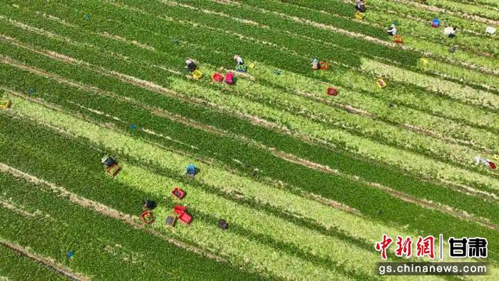 图为甘州区乌江镇粤港澳蔬菜基地。甘州区委宣传部供图