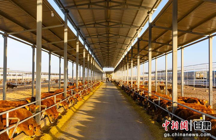 图为甘肃云鑫娟珊奶牛养殖基地。甘州区委宣传部供图