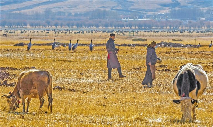 林周县春堆乡人与自然和谐共生。通讯员扎顿摄
