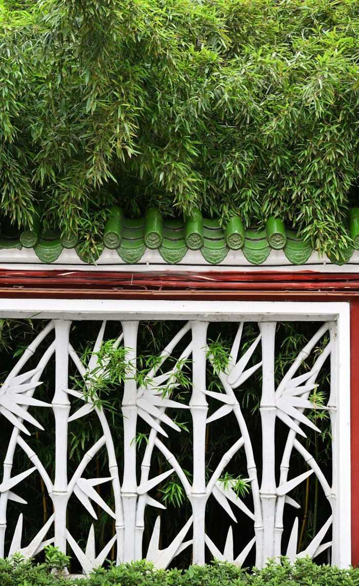 望江楼公园的竹林 摄影 王效