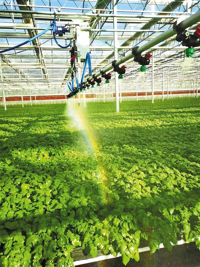     威宁自治县中垦薯业马铃薯种薯培育基地薯业培育尽显“科技范”。 （中垦薯业供图）