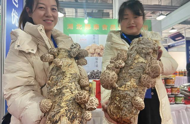 工作人员展示郧阳花菇。  新京报记者 王贵彬 摄