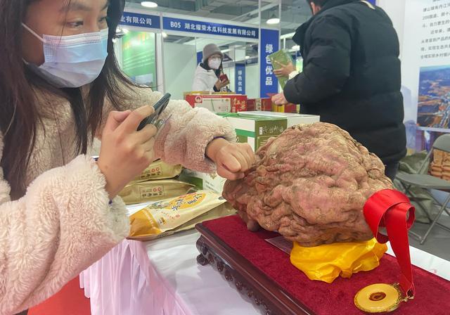 展销会现场展示了郧阳区谭山镇“薯王大赛”上的冠军红薯。  新京报记者 王贵彬 摄