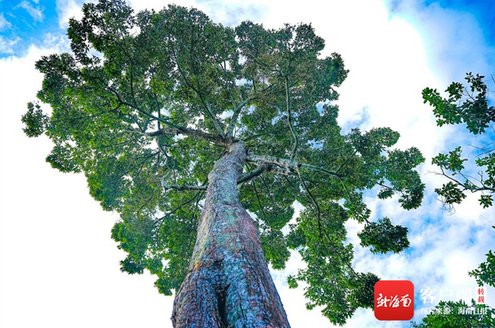 在保亭七仙岭全球热带水果博览中心，生长了65年的榴莲母树依旧枝繁叶茂。海南日报记者 王程龙 摄