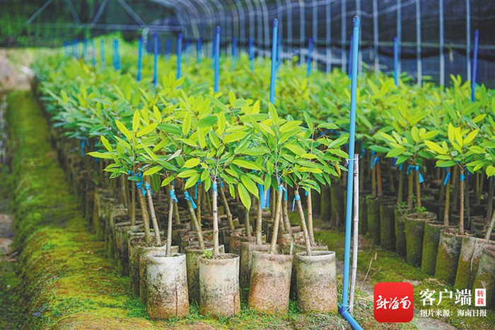 保亭新政镇番坡鸿翔优旗榴莲产业基地培育嫁接的榴莲种苗。海南日报记者 王程龙 摄