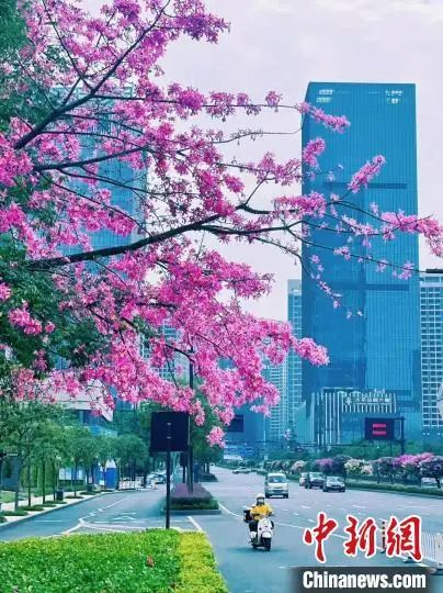 干净整洁的南宁街道，四季都有鲜花盛开。王伟臣 摄