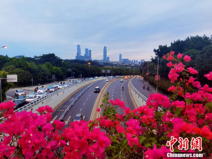 南宁市道路两旁都是绿树成荫。蒙鸣明 摄