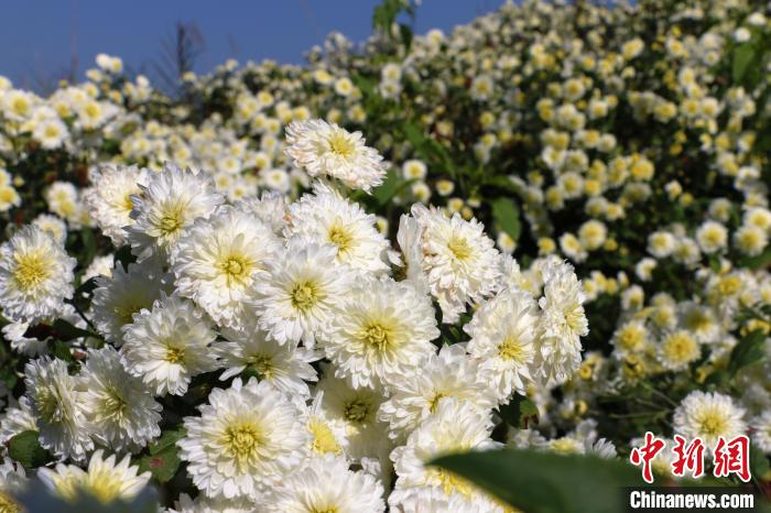 11月17日，安徽省歙县北岸镇金竹村的黄山贡菊盛开。张强摄