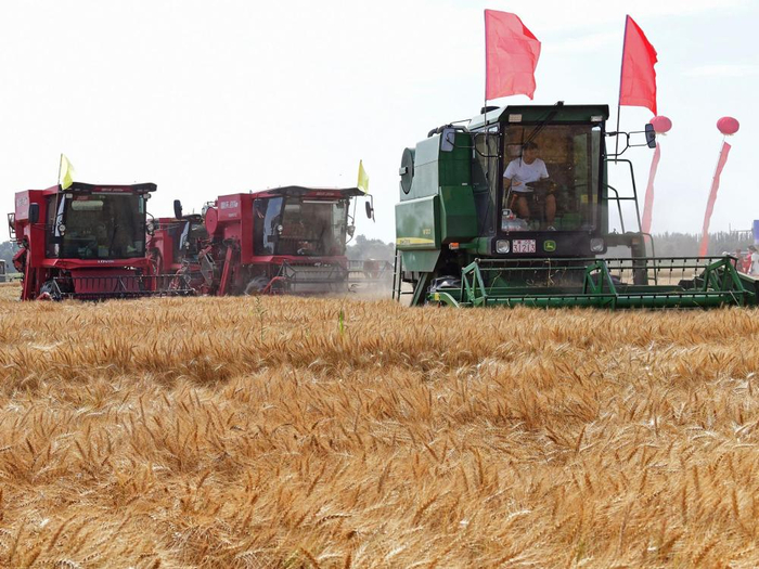 ↑7月23日，内蒙古巴彦淖尔市临河区农户收获小麦。新华社记者李云平 摄