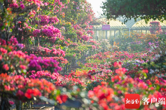 姹紫嫣红的三角梅。罗长英 摄
