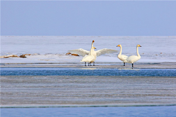 天鹅在结冰的湖面舒展翅膀。 郭辉忠 摄