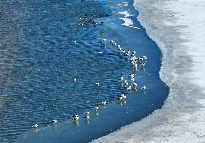 鱼鸥在结冰的青海湖边觅食。郭辉忠 摄