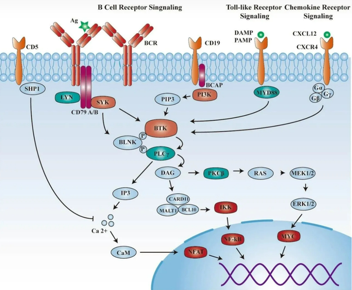 图：B细胞受体信号通路示意图