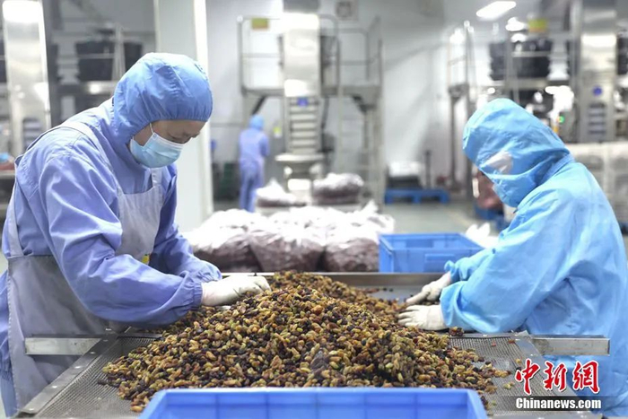 图为工人正在筛选葡萄干。石芙蓉 摄
