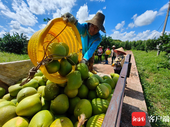 农民采摘柚子。记者 林文泉 摄